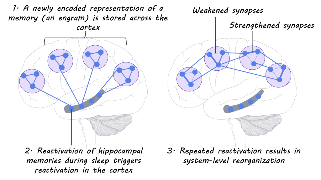 Can Sleep Help With Memory?