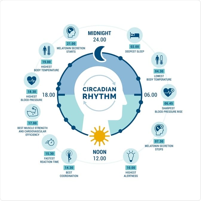 what is the circadian rhythm 1