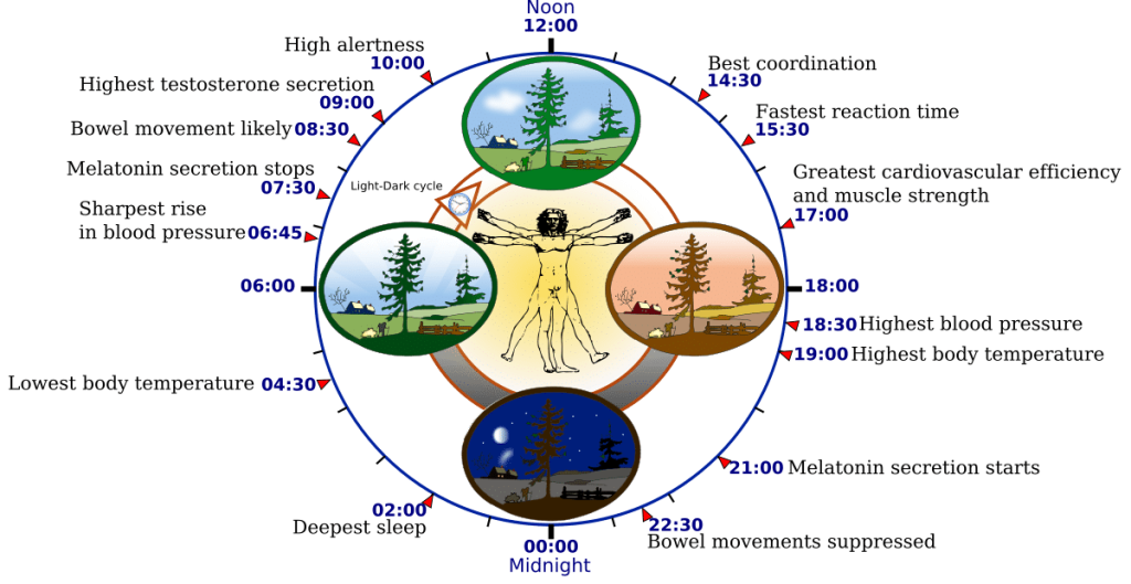 What Is The Circadian Rhythm?
