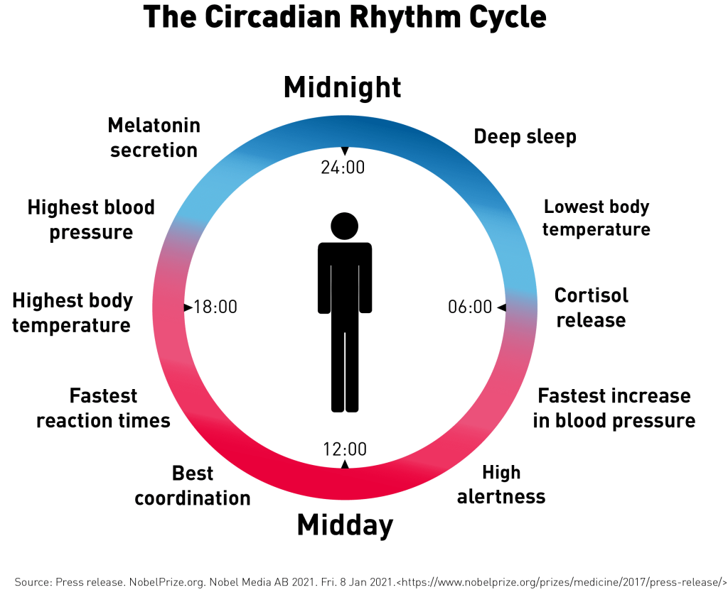 What Is The Circadian Rhythm?