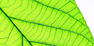 are there organic or natural mattress protectors