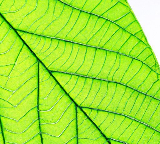 are there organic or natural mattress protectors